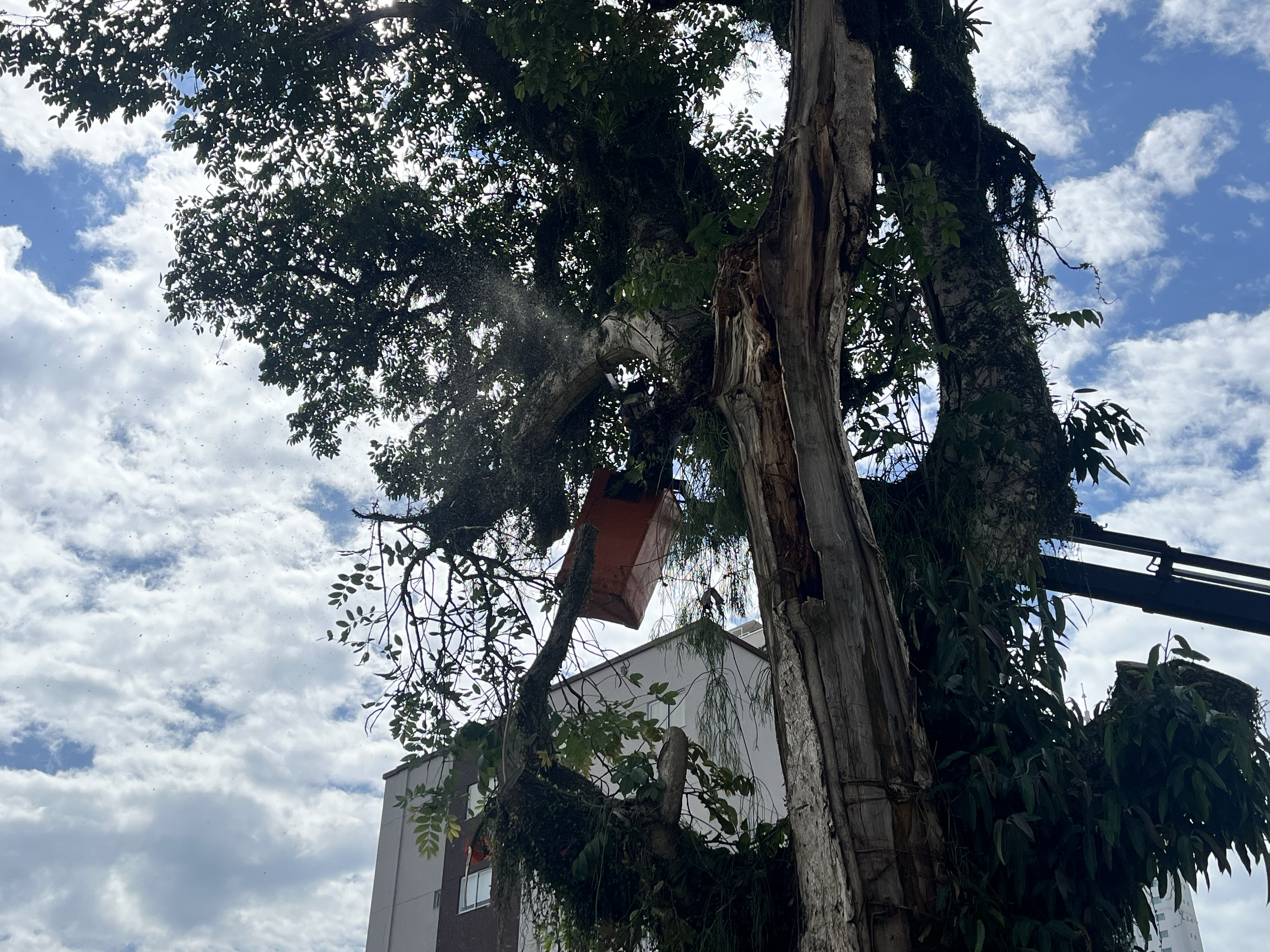 Fogo em rvore na Avenida Martin Luther demanda o corte total da vegetao