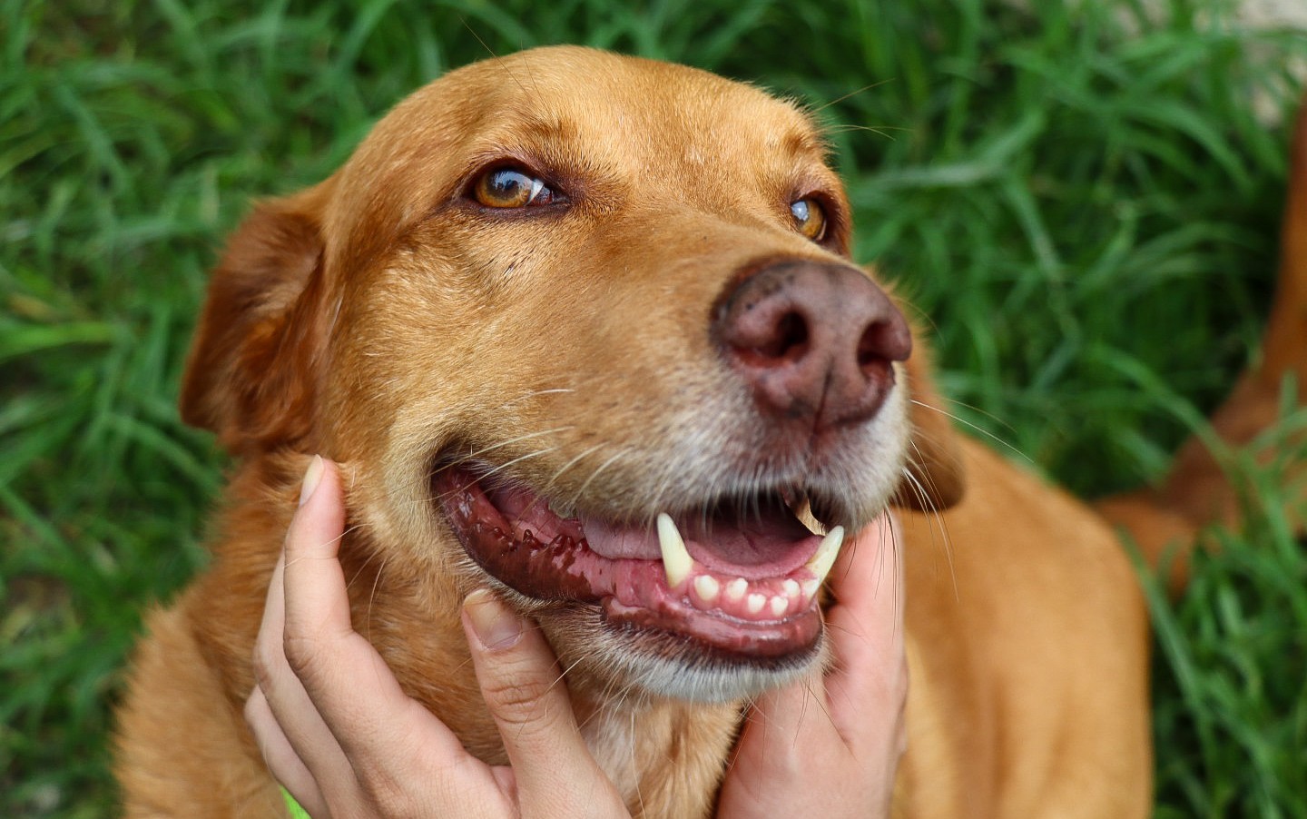 Prefeitura lança programas para fortalecer políticas públicas de bem-estar animal