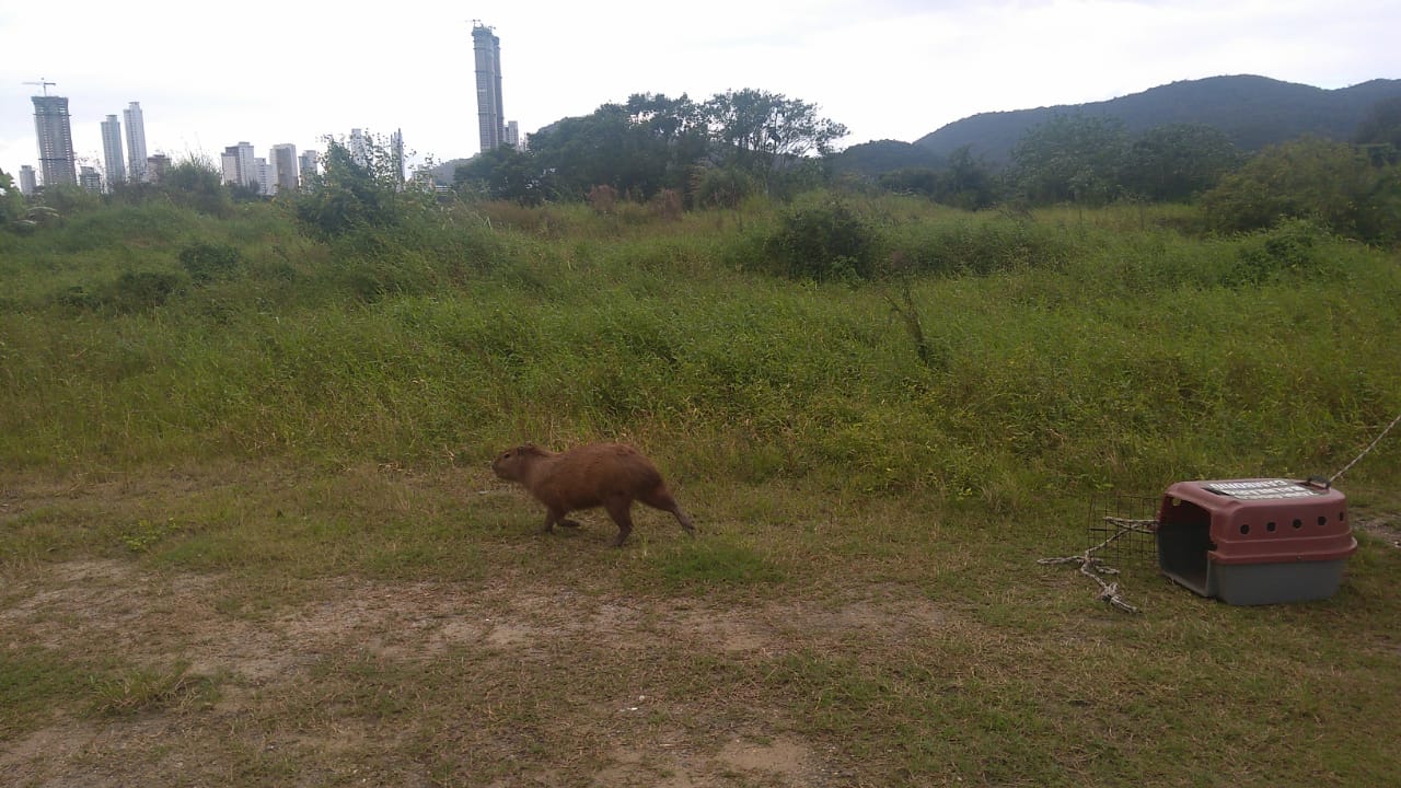 Notícias de Santa Catarina - SC HOJE News