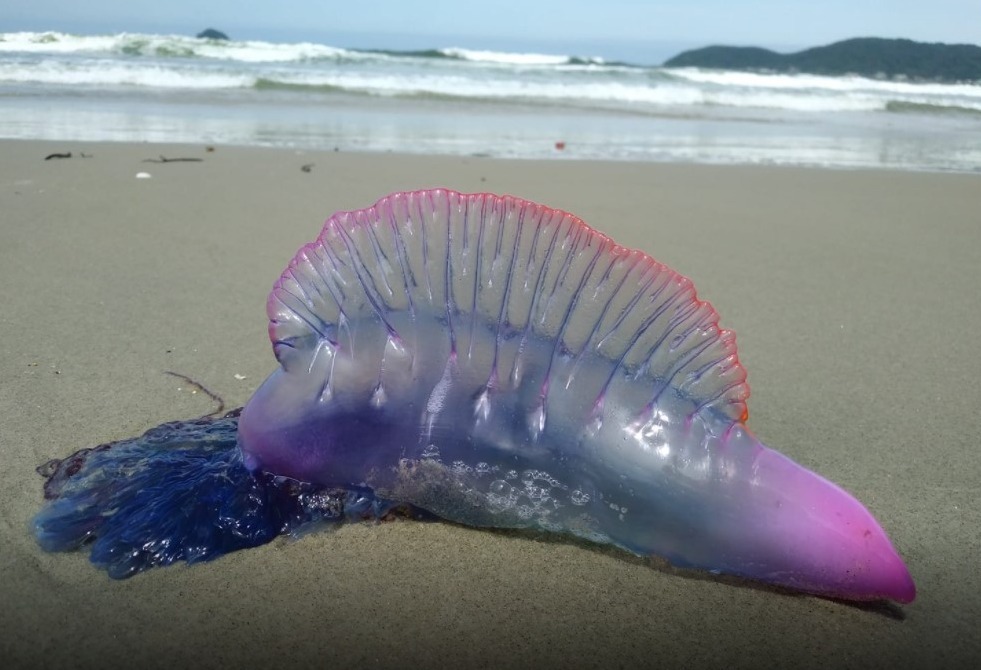 Prefeitura alerta sobre caravelas e águas-vivas nas praias de Balneário Camboriú | SC Hoje News Notícias de Santa Catarina - SC HOJE News