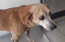 Notícias de Santa Catarina - SC HOJE